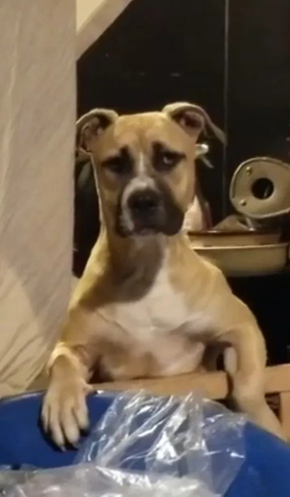 Lost dog in San Antonio, TX, 78233