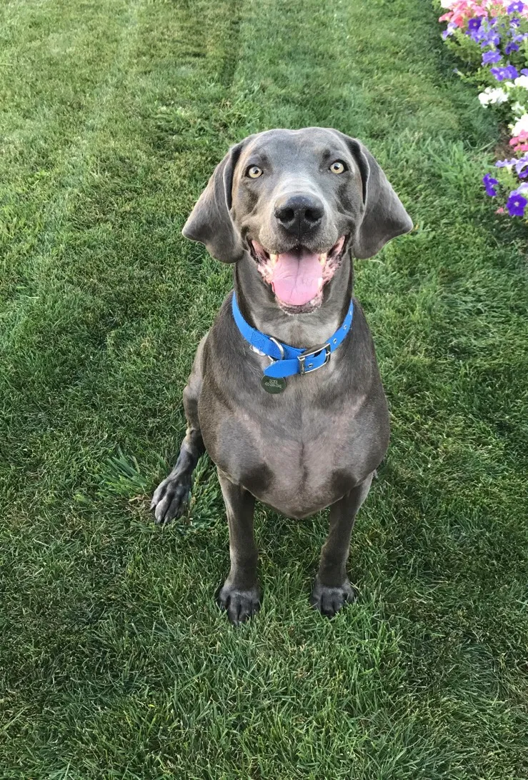 Lost dog in Hotchkiss, CO, 81419