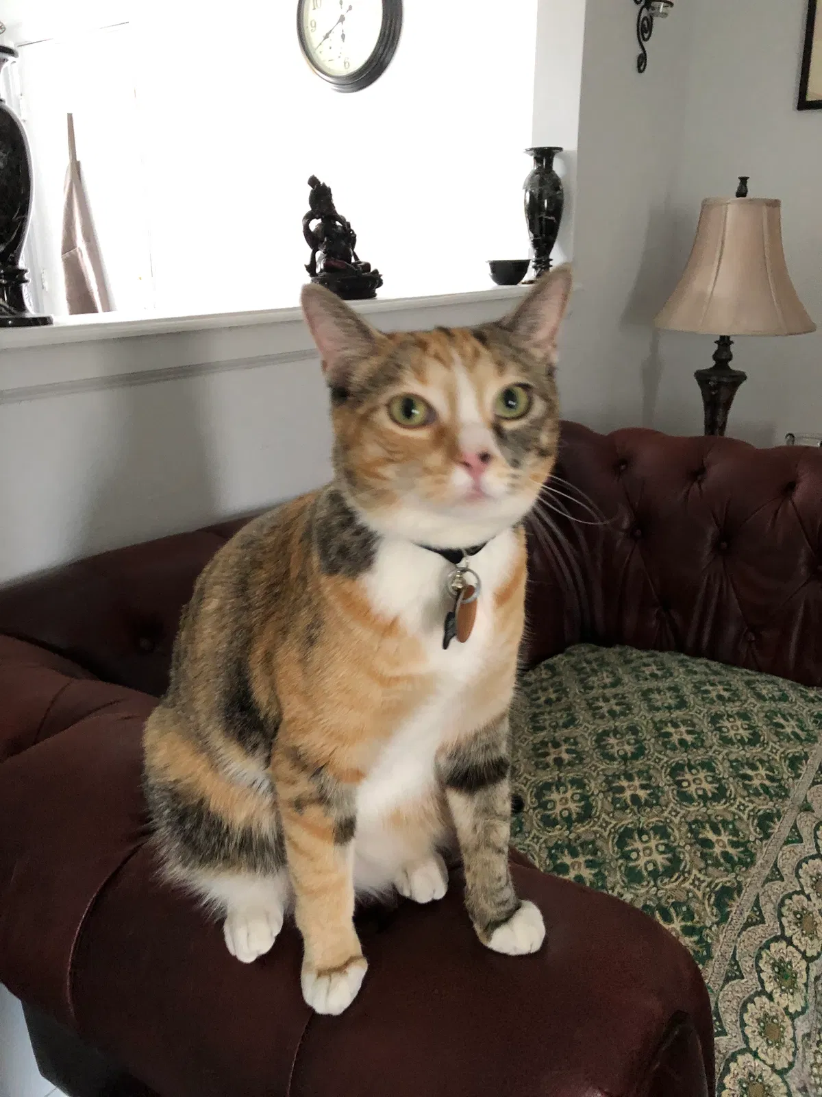 Lost cat in Denver, CO, 80229