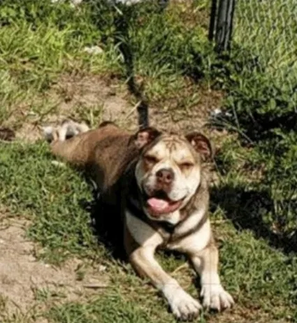 Lost dog in Haines City, FL, 33844