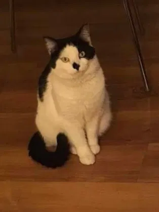 Lost cat in Davenport, FL, 33897
