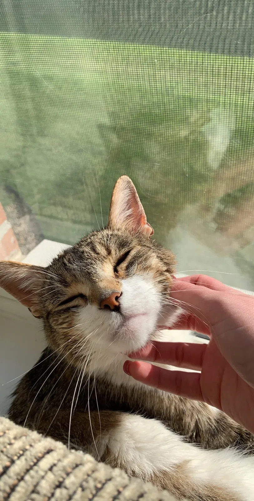 Lost cat in Madison, WI, 53719