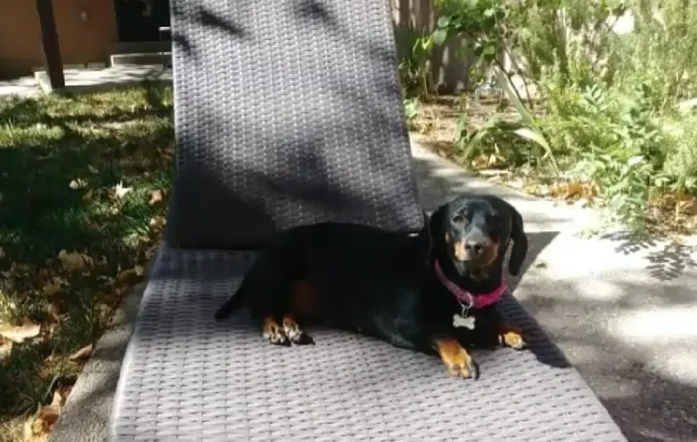Lost dog in Albuquerque, NM, 87111