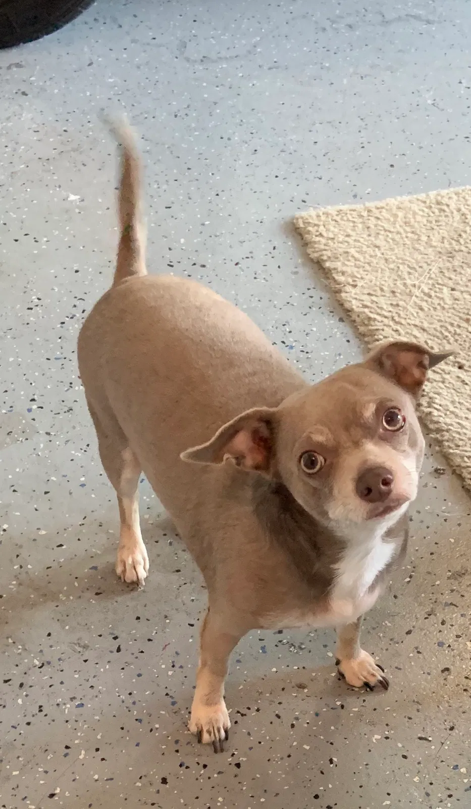 Lost dog in Winter Haven, FL, 33884
