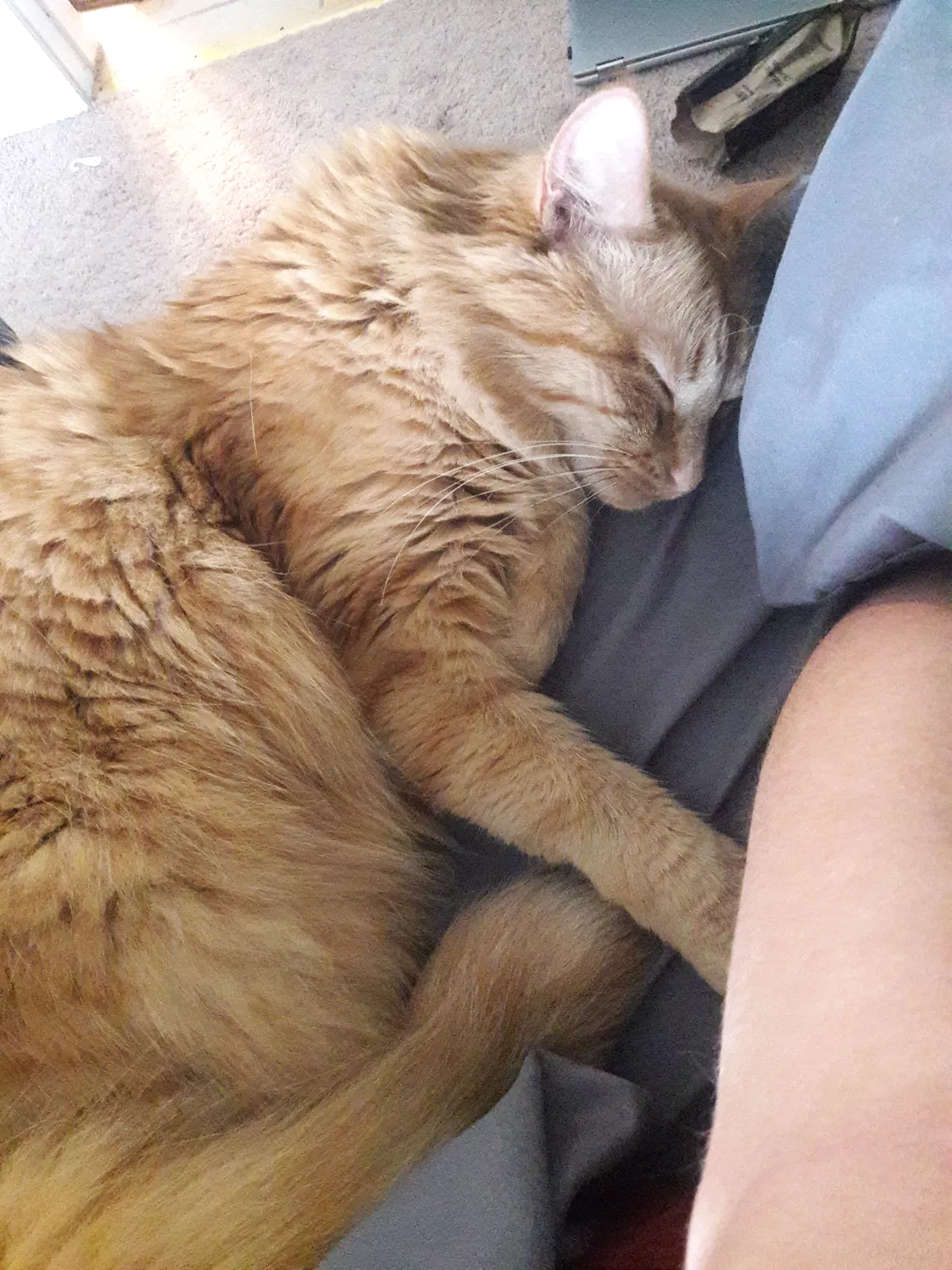 Lost cat in Falls Church, VA, 22046