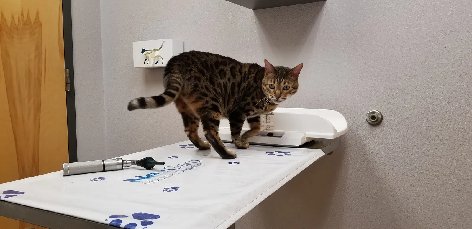 Lost cat in Hammond, WI, 54015