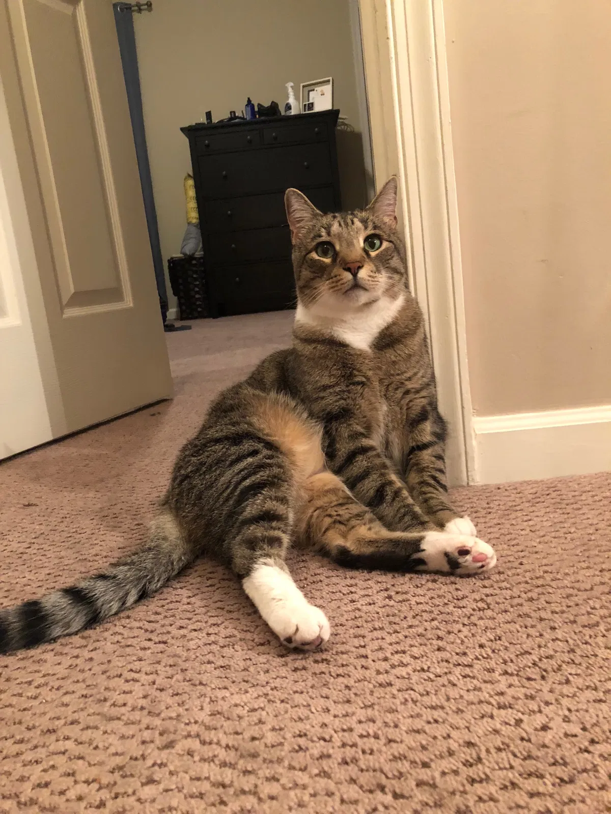 Lost cat in Henrico, VA, 23294