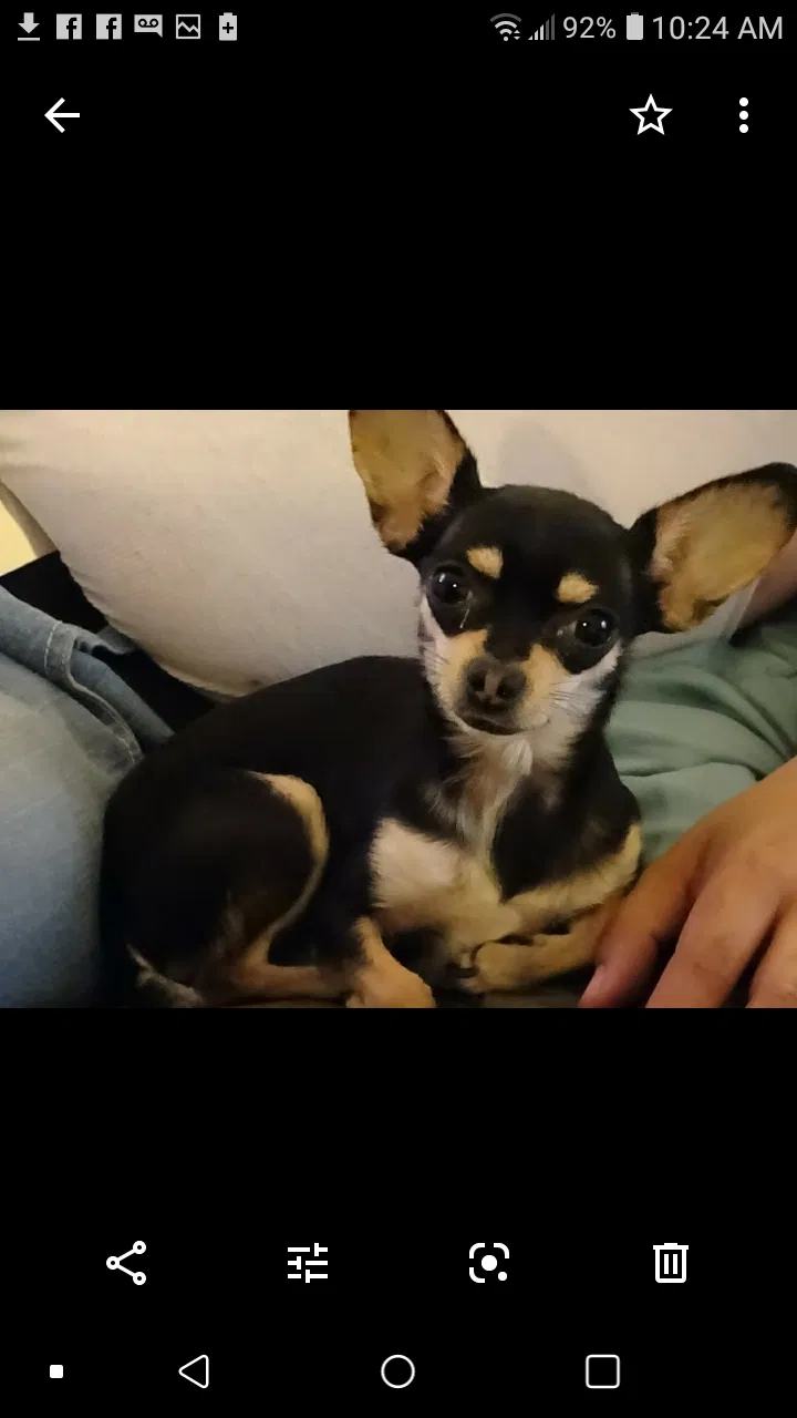 Lost dog in Albuquerque, NM, 87105