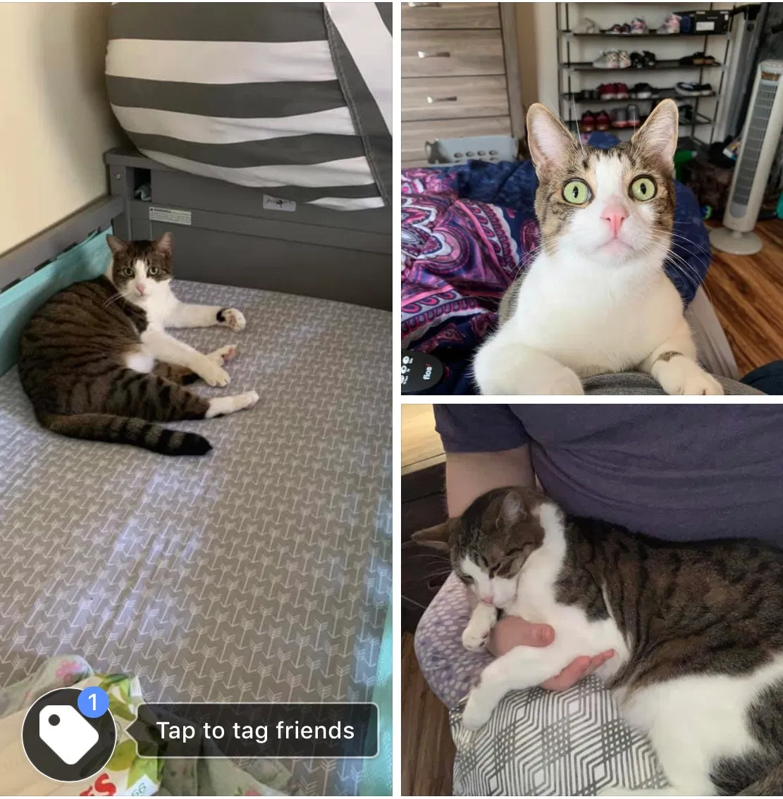Lost cat in Newport News, VA, 23601