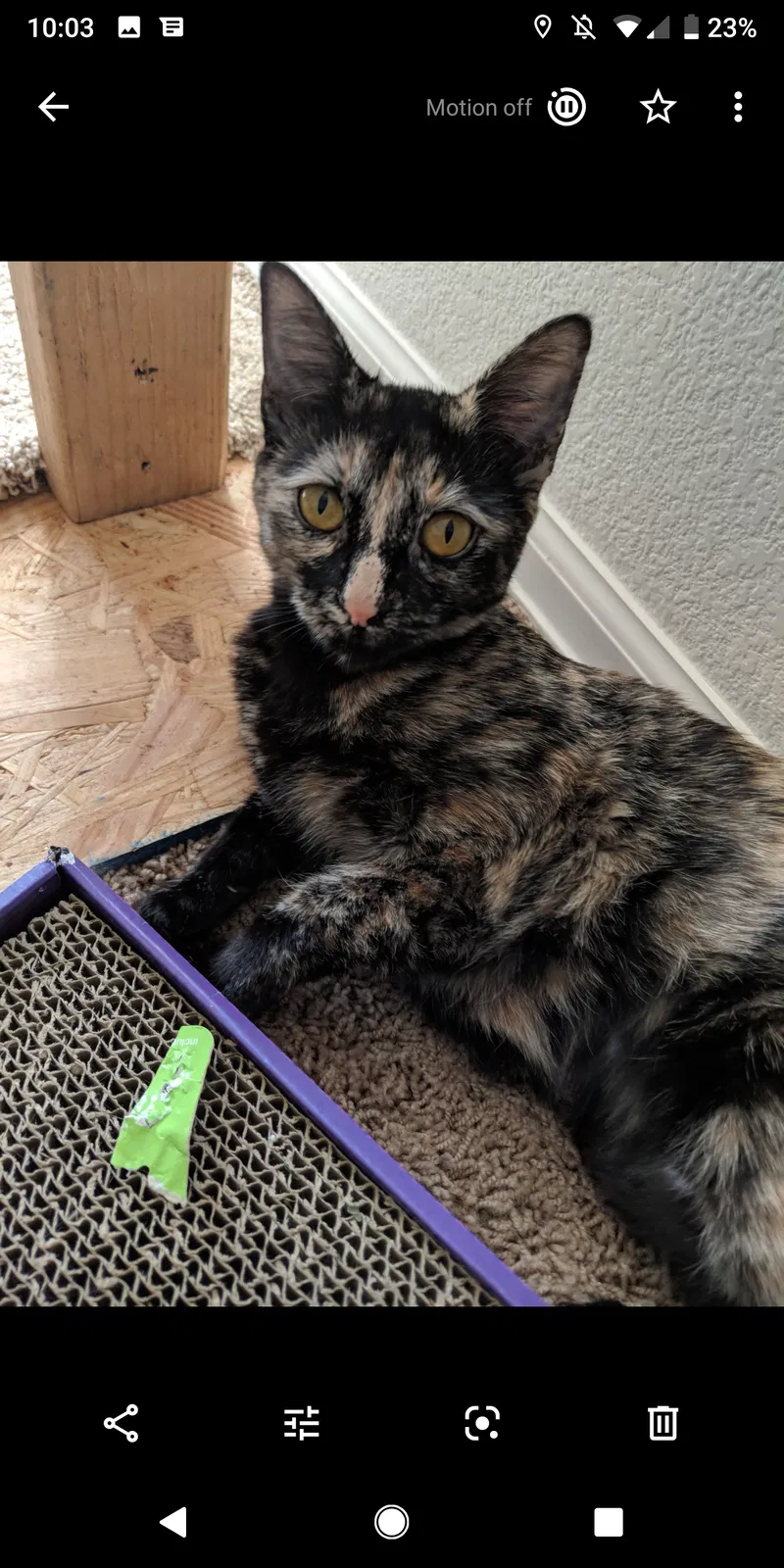 Lost cat in Colorado Springs, CO, 80927