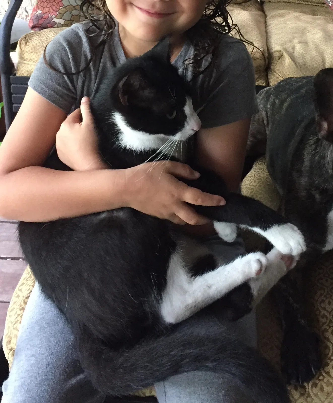 Lost cat in Tampa, FL, 33604