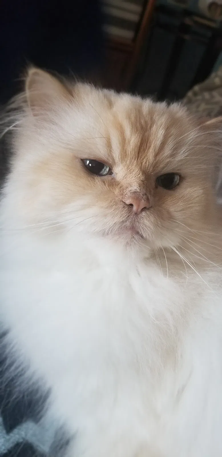 Lost cat in Pueblo, CO, 81001