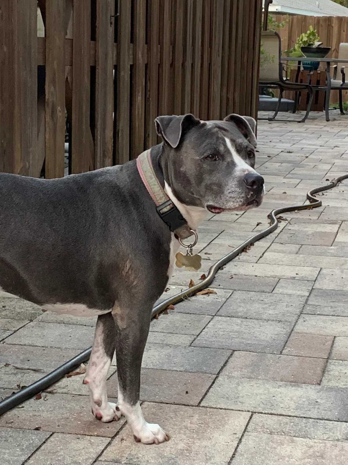 Lost dog in Sarasota, FL, 34241