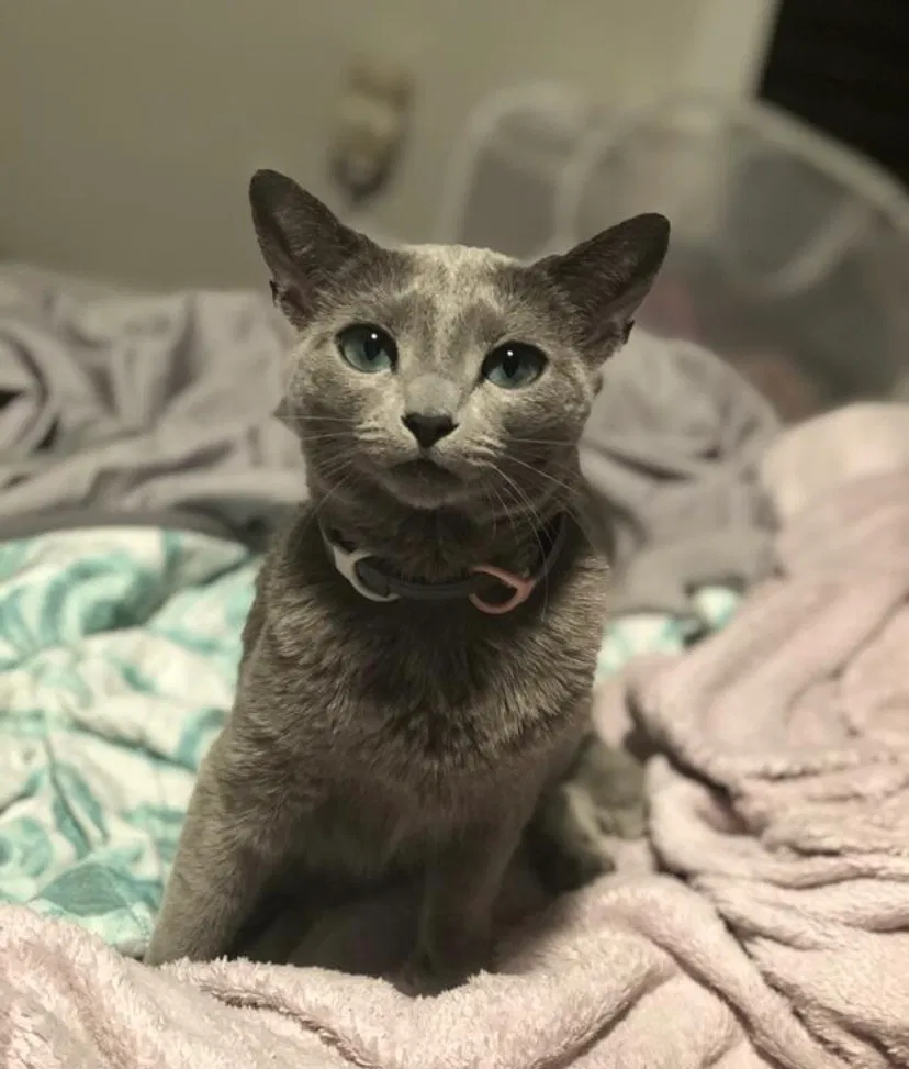 Lost cat in De Pere, WI, 54115