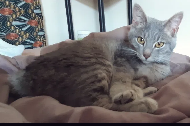 Lost cat in Indianapolis, IN, 46234