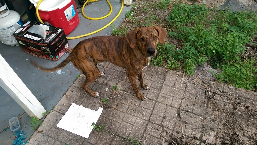 Lost dog in Zephyrhills, FL, 33542
