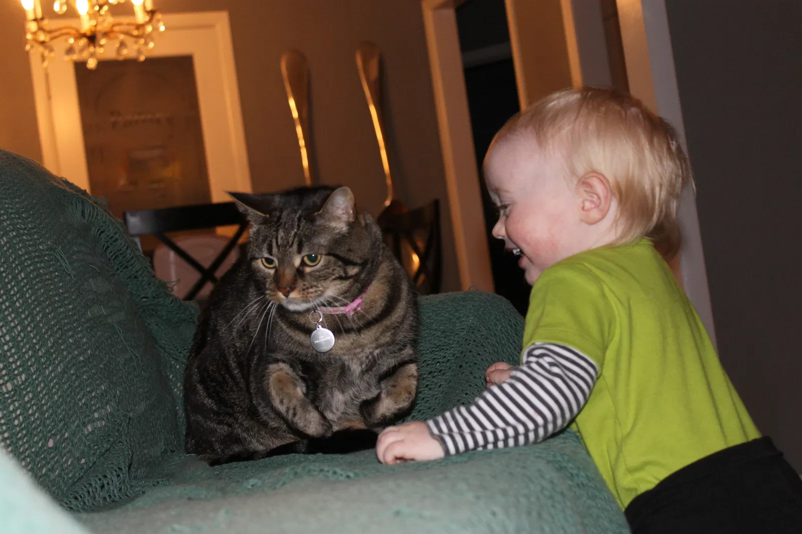 Lost cat in Colorado Springs, CO, 80907