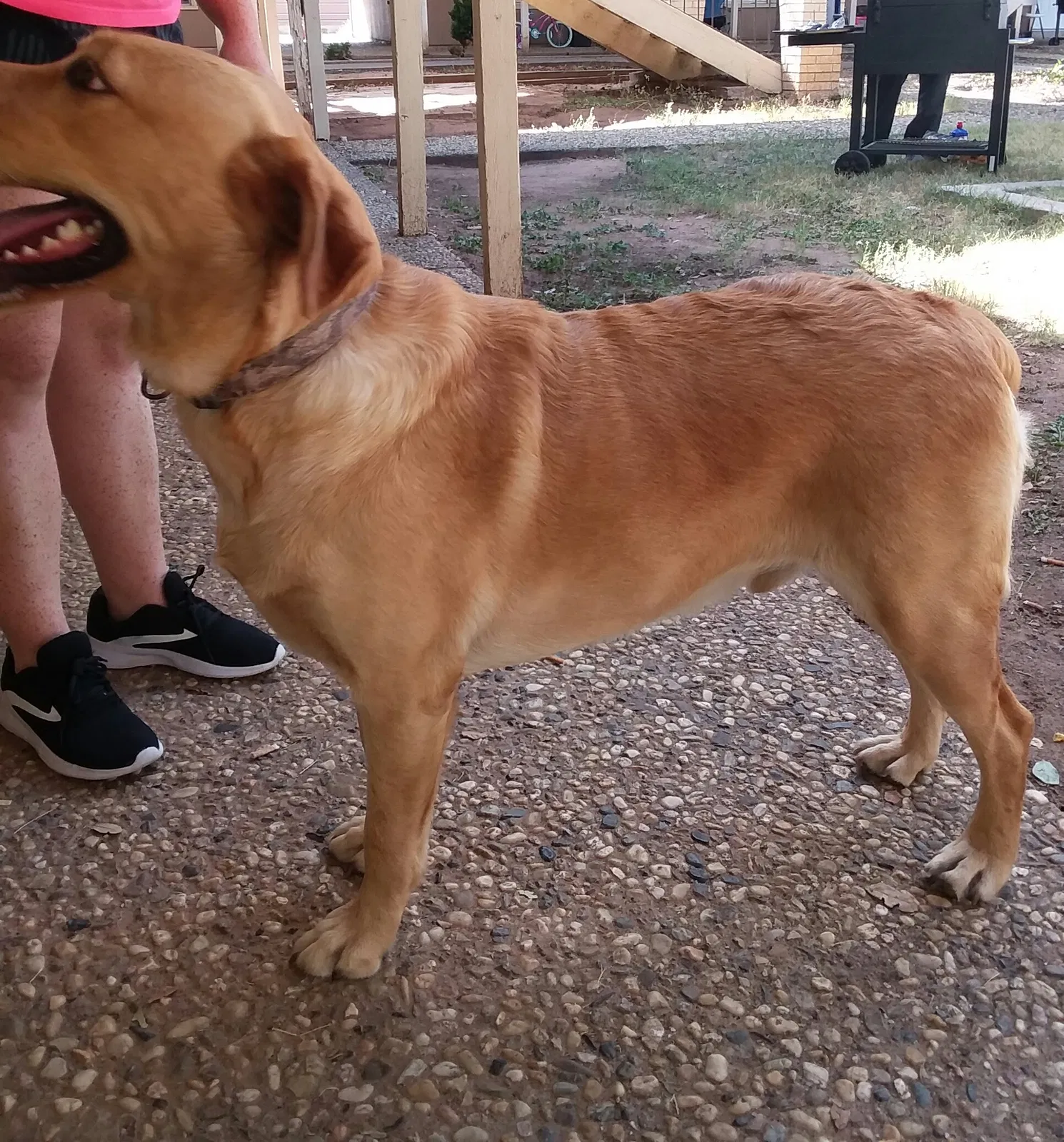 Found dog in Odessa, TX, 79762