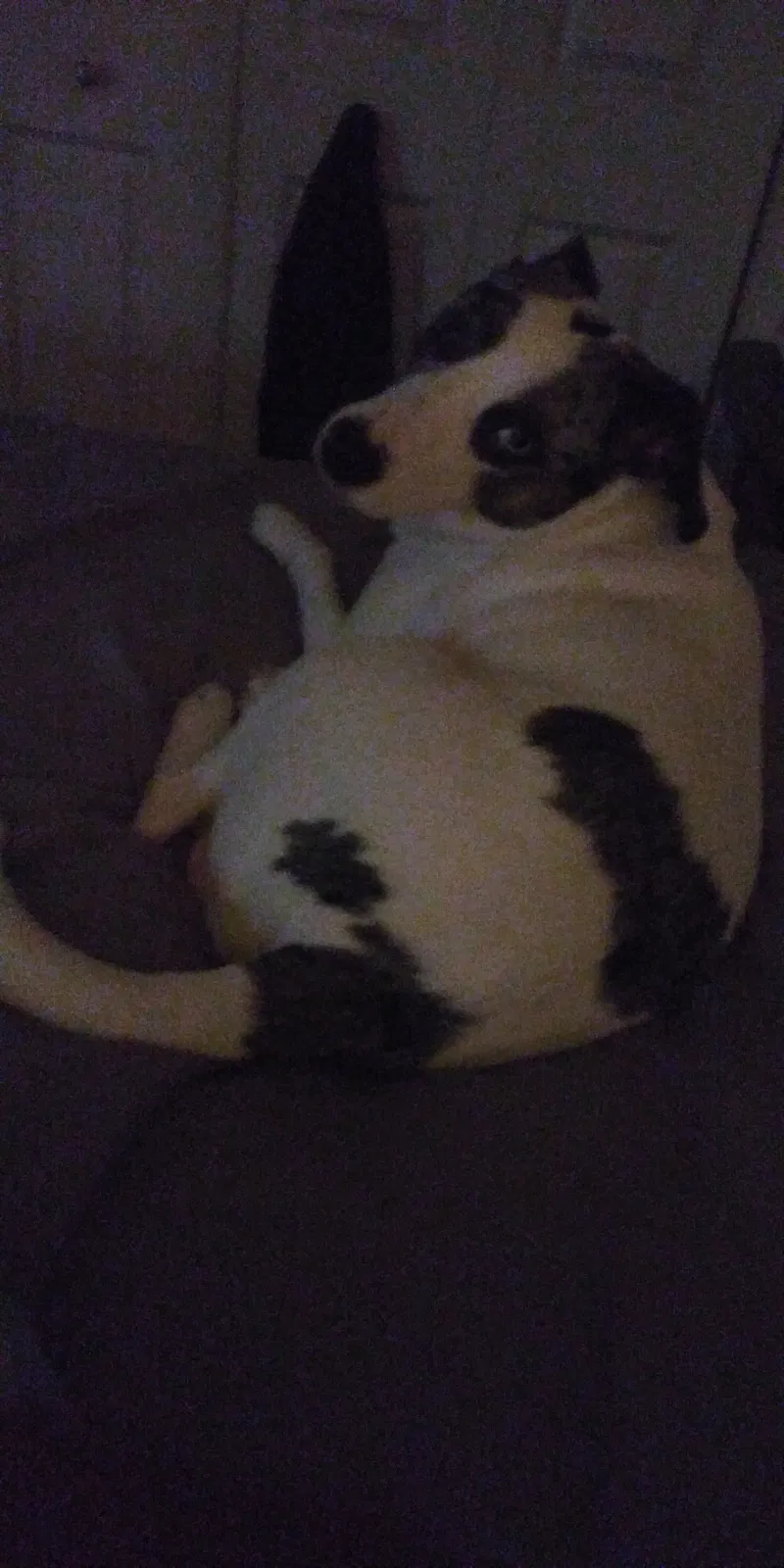 Lost dog in Beaumont, TX, 77703