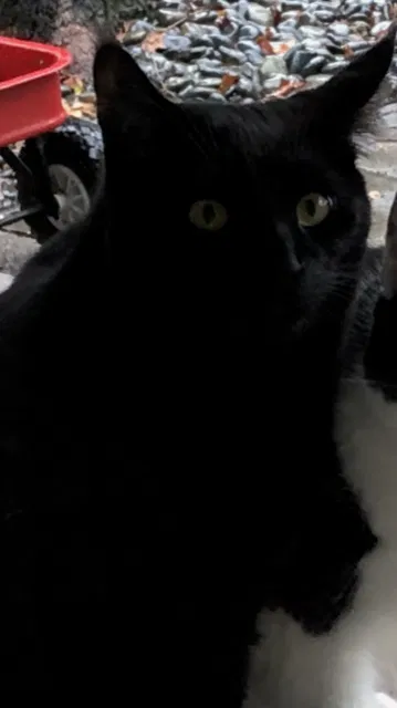 Lost cat in Walnut Creek, CA, 94596