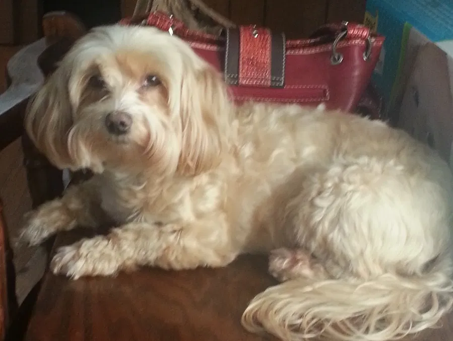 Lost dog in Tulsa, OK, 74133