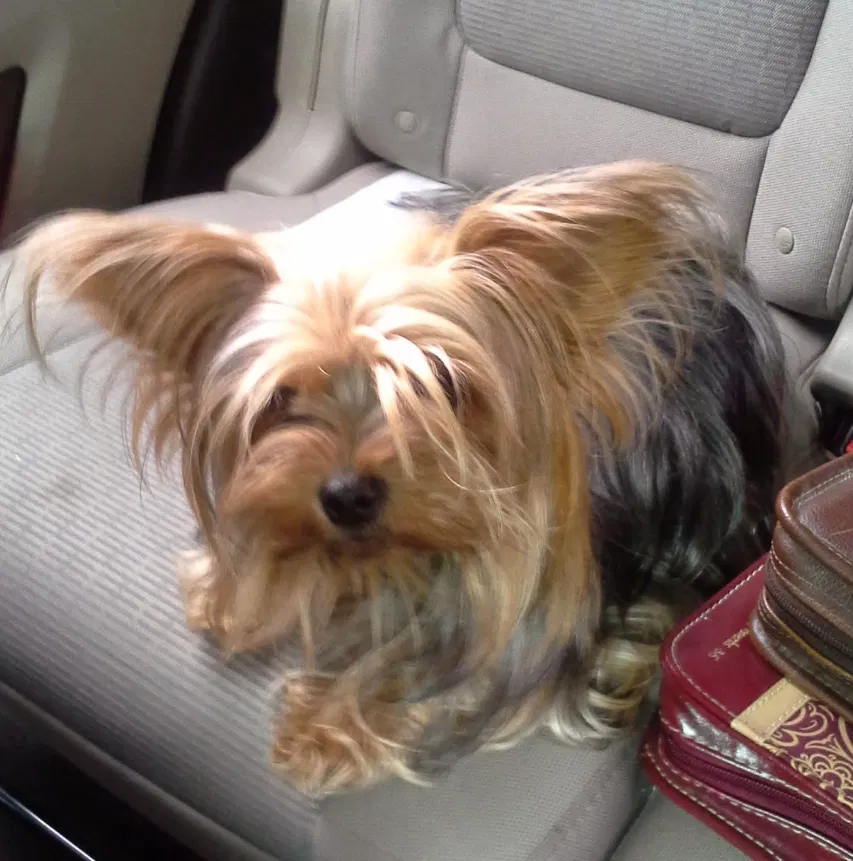 Lost dog in Tulsa, OK, 74133