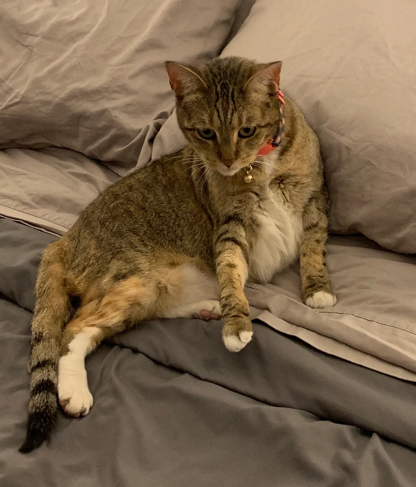 Lost cat in Goodyear, AZ, 85395