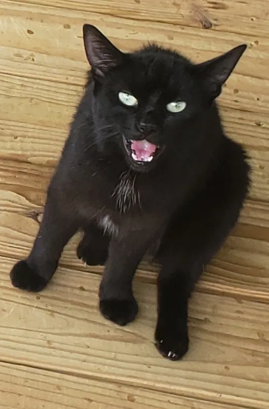 Lost cat in Braselton, GA, 30517