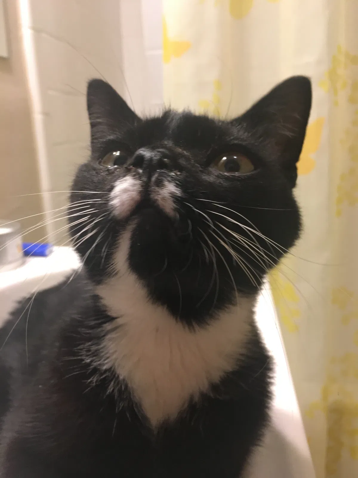 Lost cat in Richmond, VA, 23222