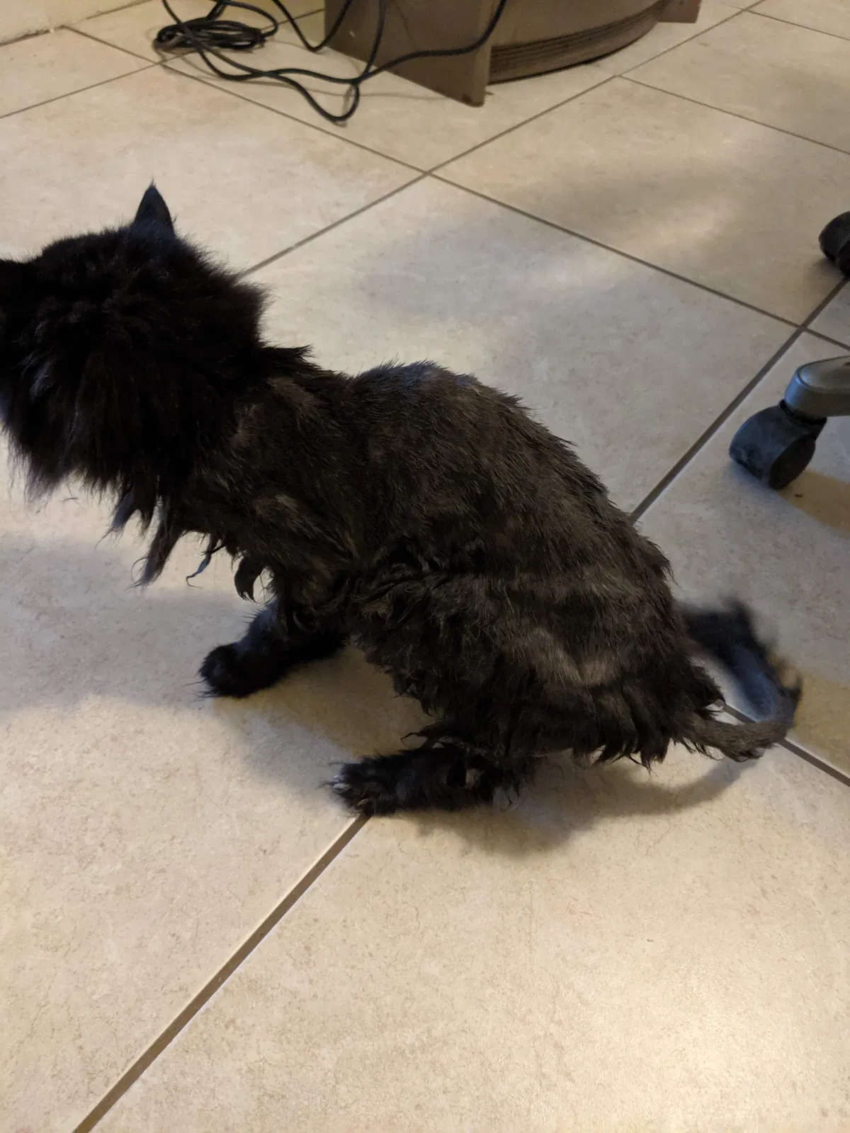 Lost cat in Pauls Valley, OK, 73075