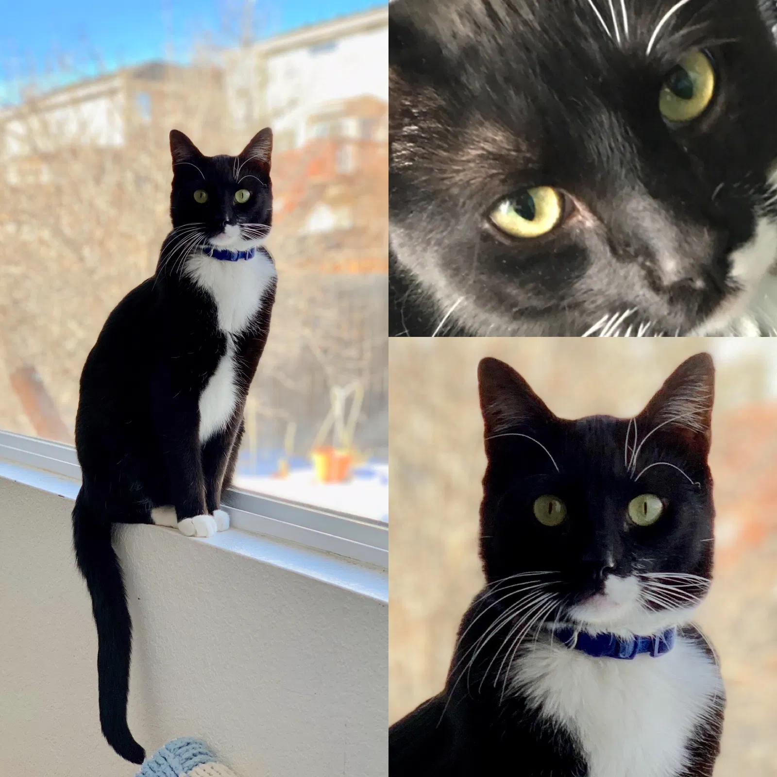 Lost cat in Walsenburg, CO, 81089