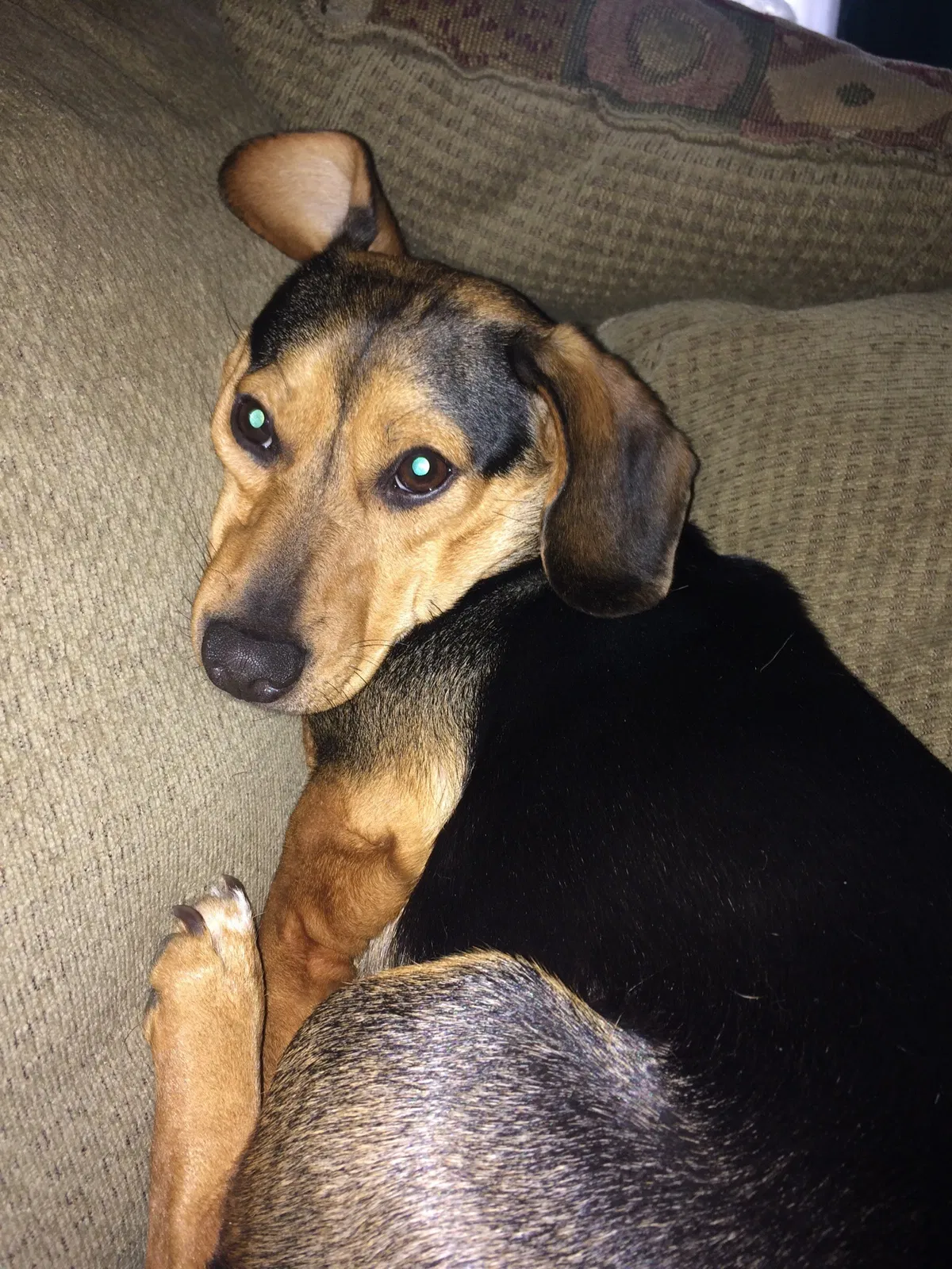 Lost dog in Newnan, GA, 30263