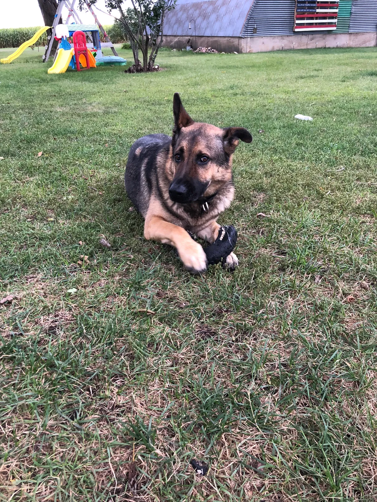 Lost dog in Brewster, MN, 56119