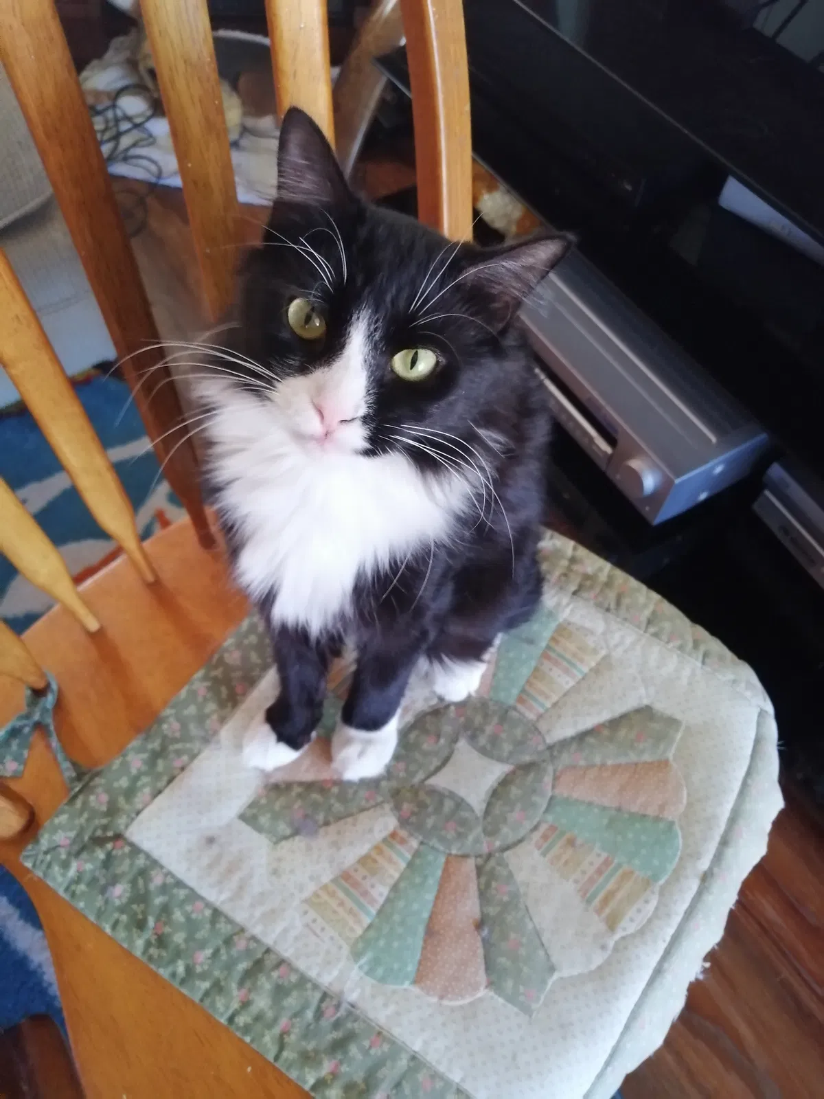 Lost cat in Nitro, WV, 25143