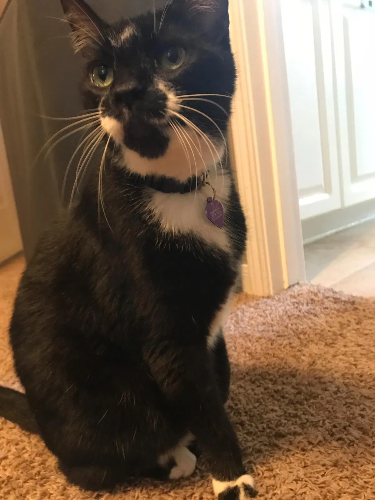 Lost cat in Spring, TX, 77382