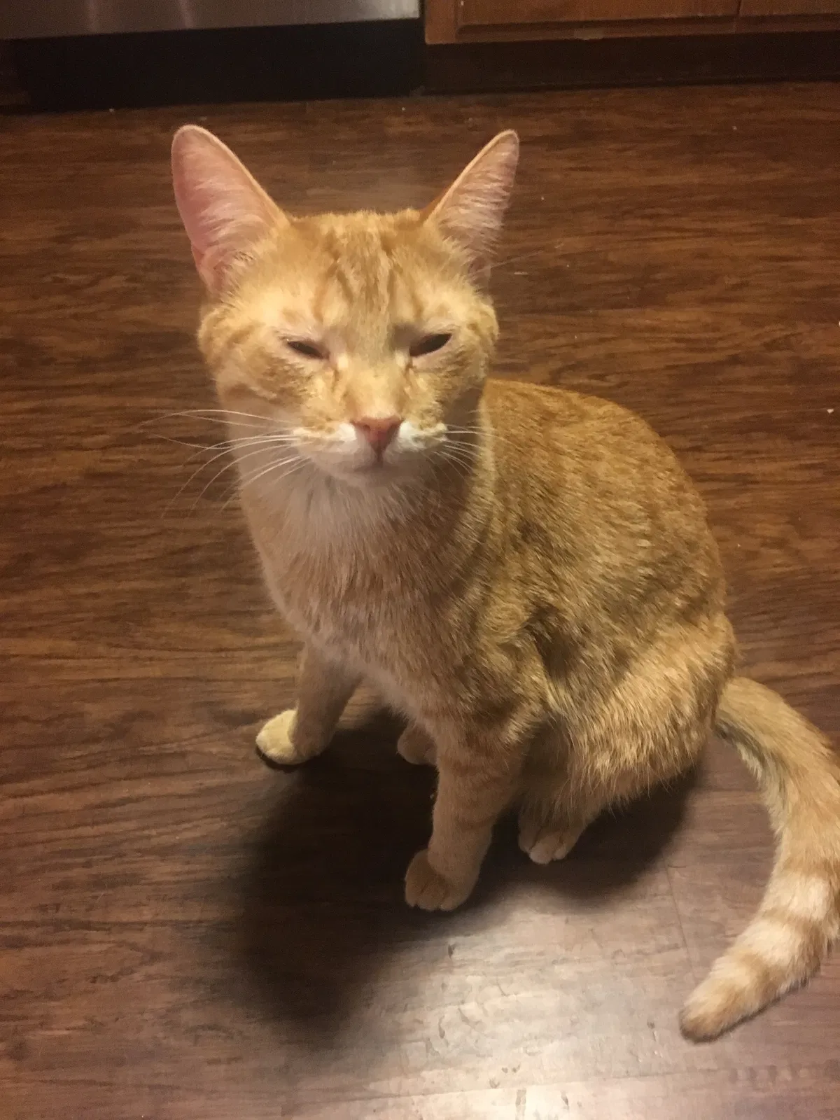 Lost cat in Minneapolis, MN, 55439