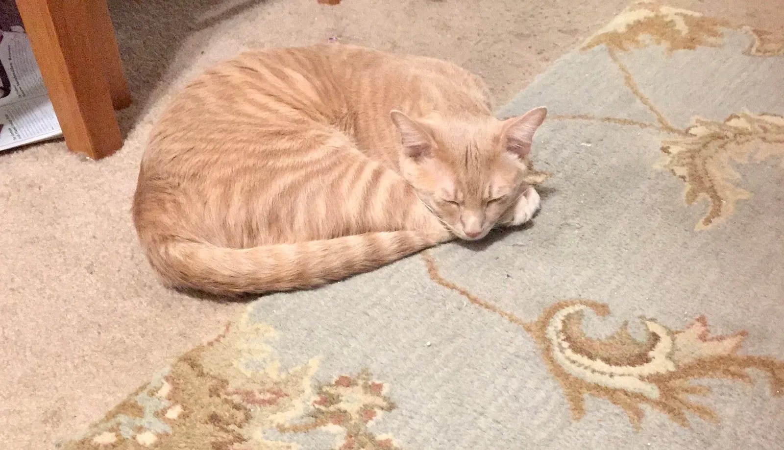 Lost cat in Bainbridge Island, WA, 98110