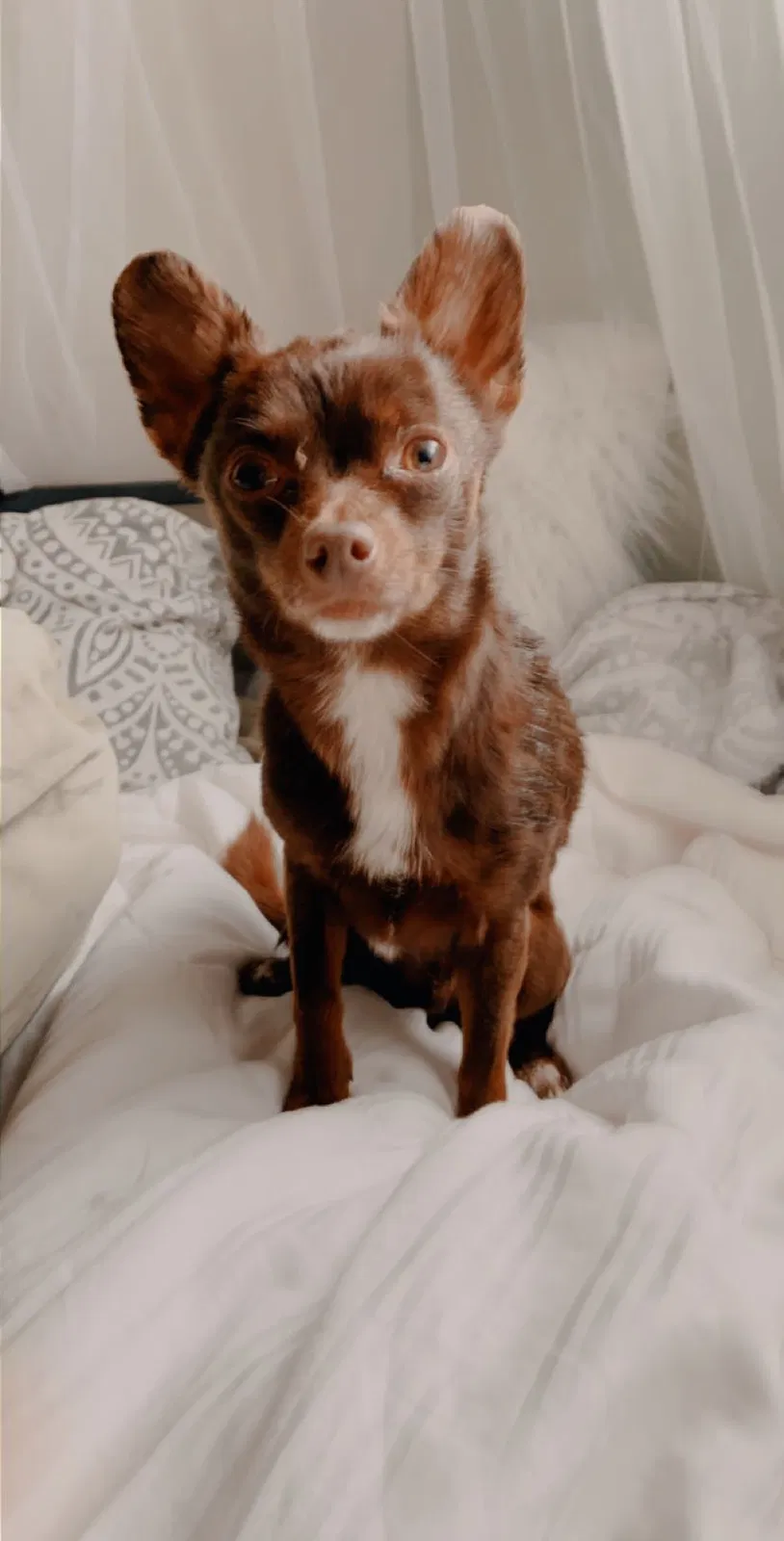 Lost dog in Garden City, ID, 83714