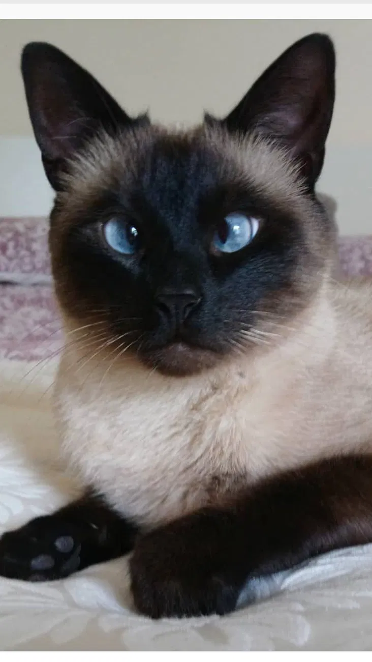 Lost cat in Bloomingdale, IL, 60108