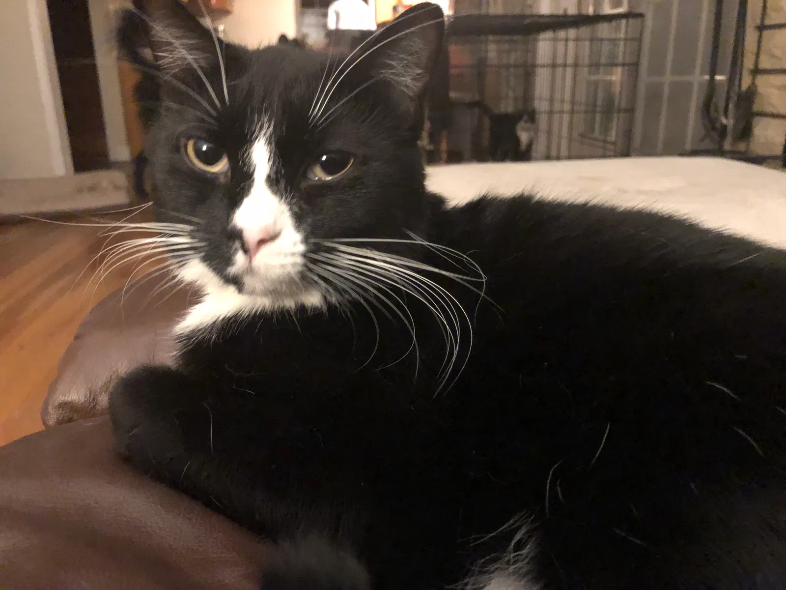 Lost cat in Tulsa, OK, 74135