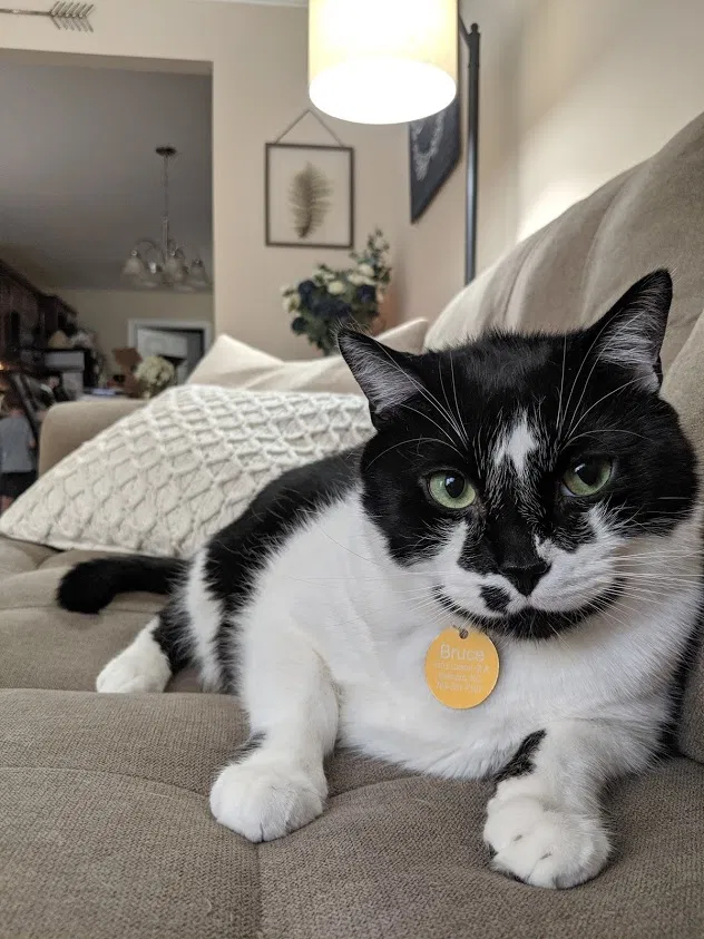 Lost cat in Belmont, NC, 28012