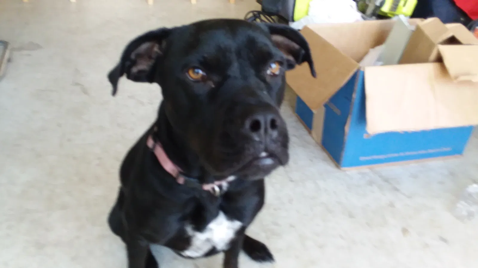 Lost dog in Lakeland, FL, 33801