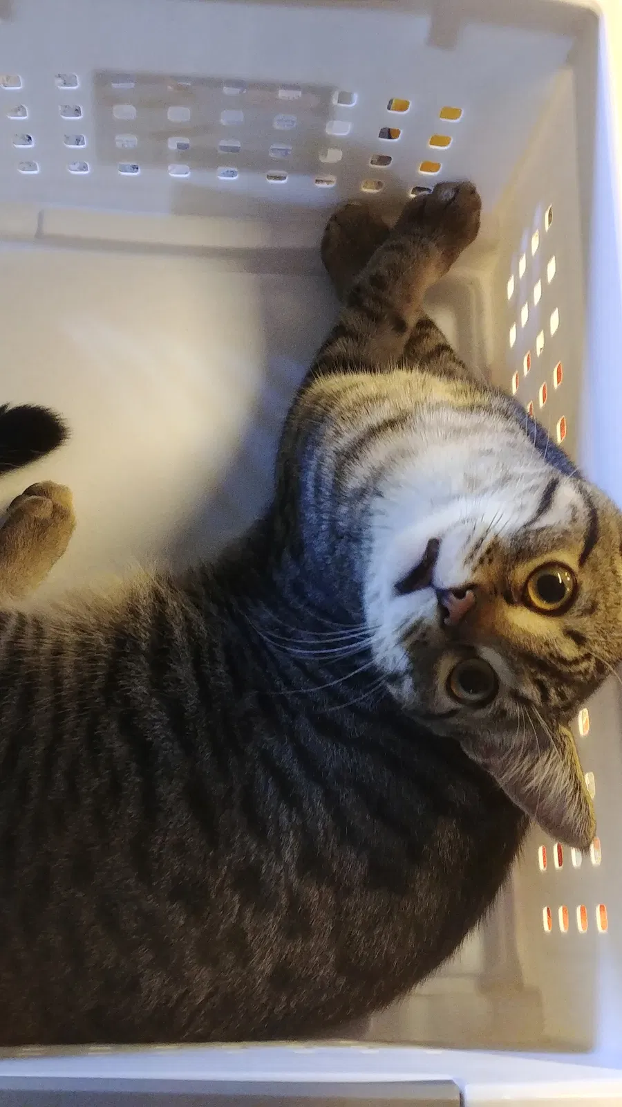 Lost cat in Sedro Woolley, WA, 98284