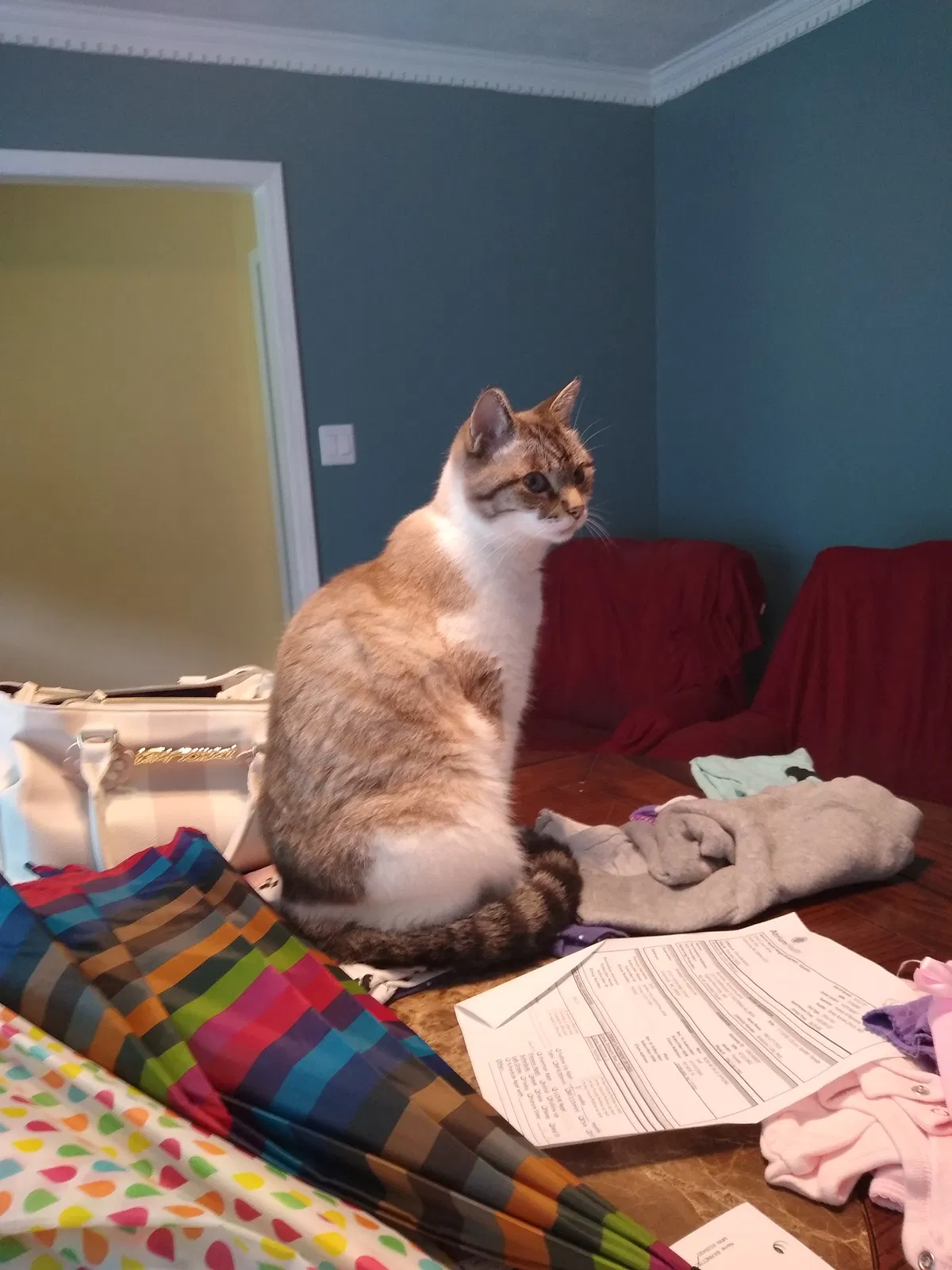 Lost cat in Gastonia, NC, 28054