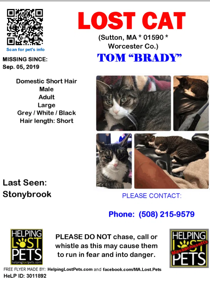 Lost cat in Sutton, MA, 1590