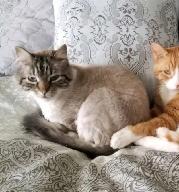 Lost cat in Clearfield, UT, 84015