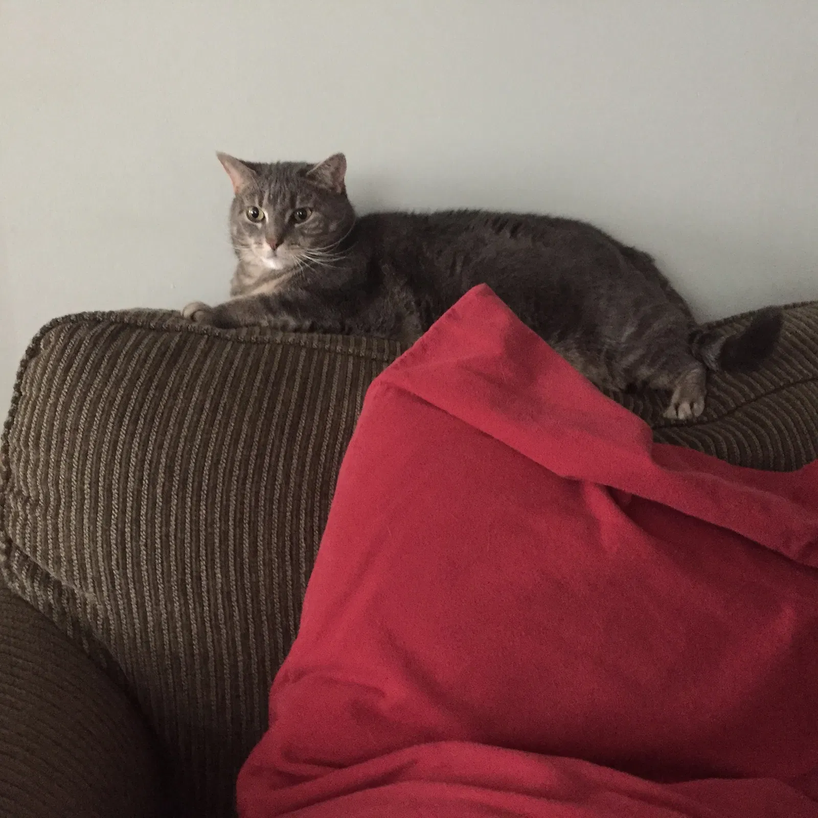 Lost cat in South Plainfield, NJ, 7080
