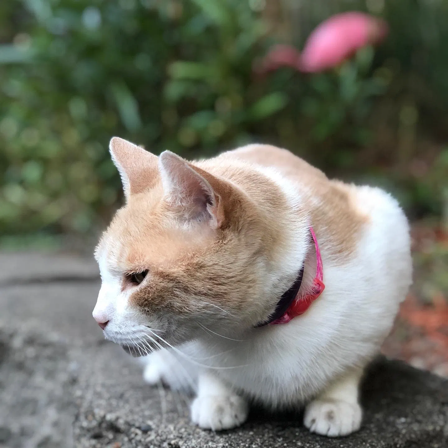 Lost cat in Salem, OR, 97302