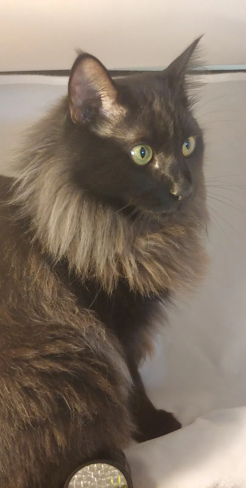 Lost cat in Bellingham, WA, 98226