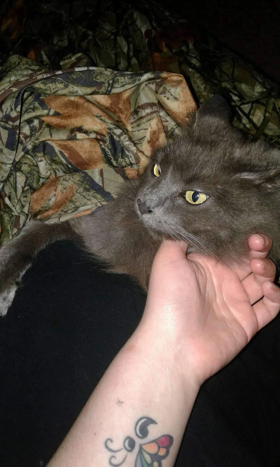 Lost cat in Cottage Grove, OR, 97424